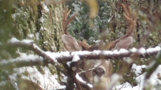 Washington Blacktail Deer 2020 [upl. by Eardna]