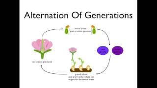 Alternation of Generations angiosperms [upl. by Lorita]