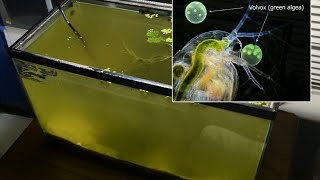 Raising Daphnia for the Freshwater Aquarium [upl. by Quintessa135]