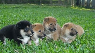 The Best Of Shiba Inu Puppies [upl. by Anikahs]