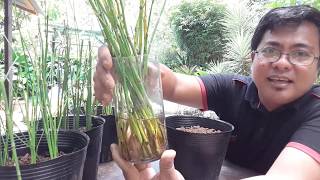 4 METHODS ON HOW TO PROPAGATE HORSETAIL equisetum hyemale [upl. by Stannwood]