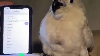 Parrot cockatoo dancing on phone tones [upl. by Kerman]