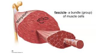 Layers of Connective Tissue in Skeletal Muscle [upl. by Hayilaa792]