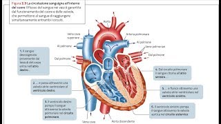 ANATOMIA1  Apparato Cardiovascolare il CUORE parte 1 [upl. by Yklam516]