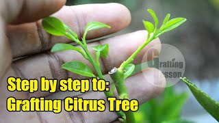 How To Grafting Citrus Fruit Tree Before and After [upl. by Nolaf]