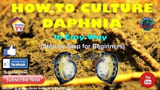 HOW TO CULTURE DAPHNIA In Easy Way [upl. by Det]