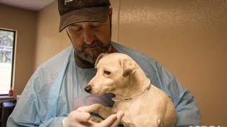 Traumatized Puppy Mill Dog Makes an Amazing Recovery [upl. by Patric665]