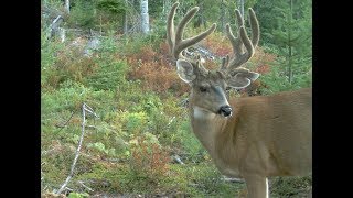 Craziest Monster Black Tail Deer Of British Columbia zuesthemoose [upl. by Jaine231]