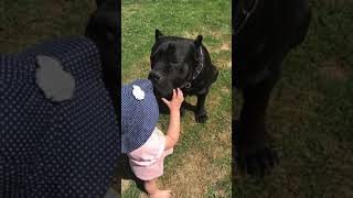 Giant CANE CORSO dog shows teeth to child [upl. by Cristiona]